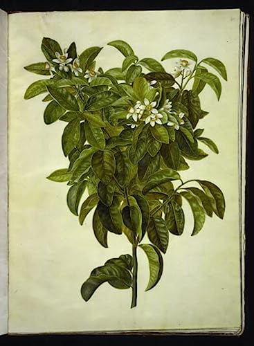 Pintura sobre lienzo SERENDIPITP de alta calidad artística y acabado óleo