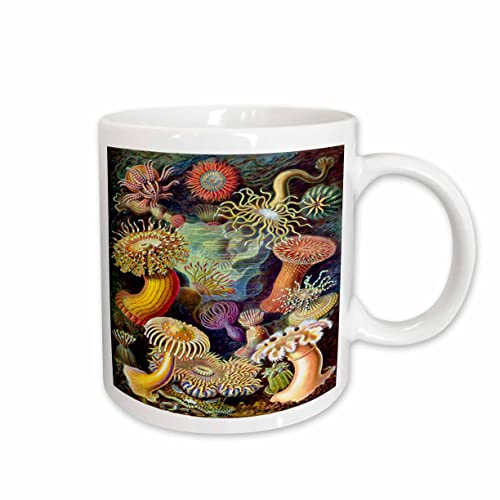 3dRose Famous Biologist Sketch From 1800s Of Sealife 15oz Mug