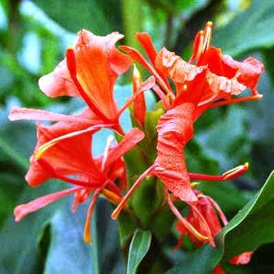 myBageecha - Hedychium Greenii - 'Red Butterfly Ginger' | Red | Flowering Bulbs (Pack of 4) | Premium Flower Bulbs for Home Gardening | Fresh bulbs for Flower Pots-image-13