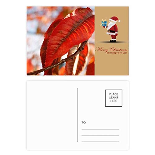 Cartes postales feuille d'érable rouge Père Noël pour vœux originaux non jetables