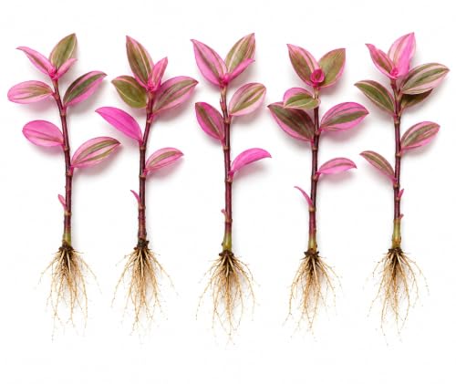 Tradescantia Pink Lady live plant cuttings