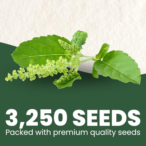 Tulsi Holy Basil – 3,250 Premium Seeds for Planting – Aromatic, Sacred, Vigorous Growth for The 2026 Season – 1 Gram Pouch - Image 2