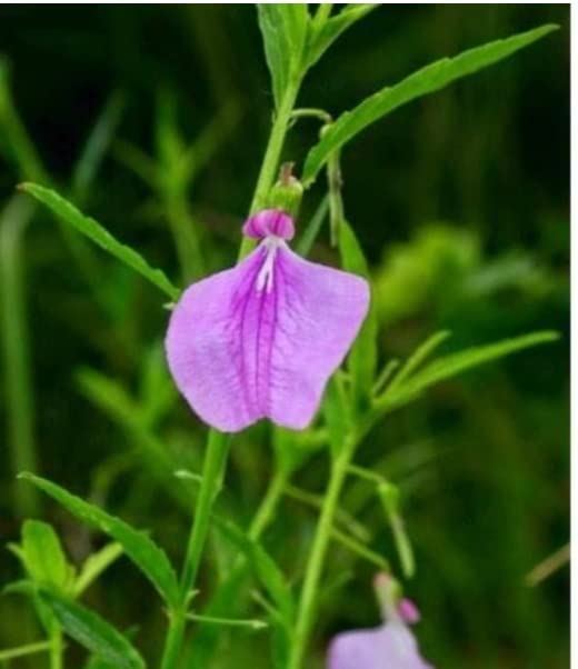MERLI HERBS Hybanthus Enneaspermus/Orithalthamara/Rathanparas/Spade Flower/Orilai Thamarai/Ratnapurusha Medicinal Plant - 2 Nos (B0BRVB29QD) Amazon Price History, Amazon Price Tracker
