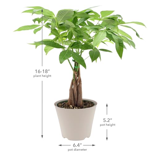 Image of LV64 Live Braided Money Tree Pachira Aquatica Indoor Houseplant in Arcadia Garden Product's Branded Plastic Pot, Tropical Plant Collector Gift for Home and Garden Decor, 6-inch, Tan