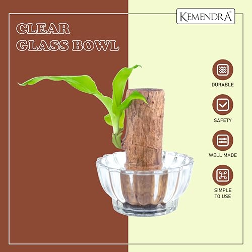 Image of Bamboo Pots |pots for Lucky Bamboo | Decorative Glas | Transperant Glass Bowl | Crystal Cut Glass Pot for Brazilian Wood Plant | (Plant not Included) (Medium, 1, Count)