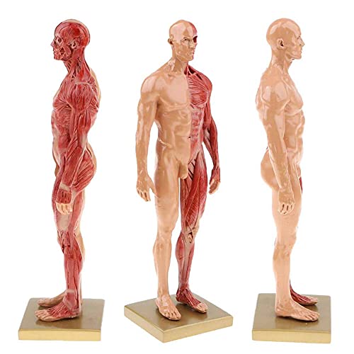Image of BONEW 30CM Male and Female Resin Human Anatomical Anatomy Skull Head Body Model Muscle Bone Model Medical Lab Reference Model Red (Male&Female)