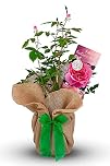 Carbeth Plants Fantastic at 80 Rose Bush - Special Birthday Gift Wrapped Rose for Garden Planting - Living Hybrid Tea - Gift for Celebrating Birthdays