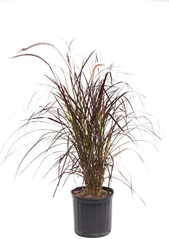 AMERICAN PLANT EXCHANGE Purple Fountain Grass 3 Gallon Live Plant, Indoor/Outdoor Air Purifier
