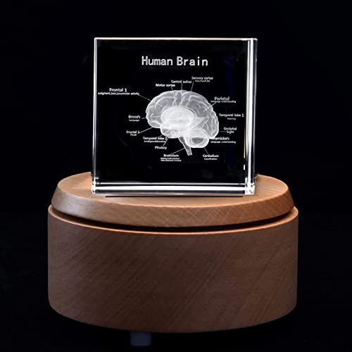 Cerveau humain 3D gravé au laser dans un presse-papier en cristal avec socle LED