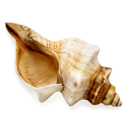 RTNSHUC 6-7 Inch Giant Natural Conch Shell Conch Shell