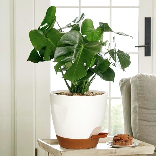 5-Pack Plant Pots with Drainage 7/6.5/6/5.5/5 Inch Self Watering Pots for Indoor Outdoor Plants, Plastic Flower Pots with Drainage Holes and Removable Saucers, Plant Pots with Wicking Rope (White) by Uneed - Used condition - Image 5
