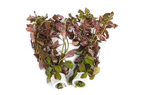PondPlantsUK 2 x Live Plants for aquascaping, mosses, Fern, Tropical Aquatic Plants in Ceramic Weights (Ludwigla Glandulosa)