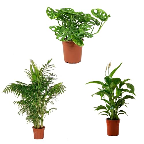 Mix Plant Indoor- PAck 3 plantes d'intérieur naturelles (P-3: Spathiphyllum + Monstera + Chamaedorea)