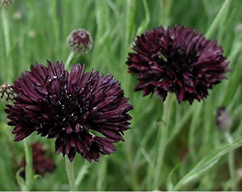 Black Bachelor Button Seeds Black Cornflower Seeds Heirloom Flower 50 Seeds #TOP1