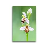 ragwurz kaufen PREMIUM-LINIE: HD Bildqualität auf Spezial-Leinwand. Besonders haltbarer Thermo-Sublimationsdruck auf fein gewebtem, stabilem Bedruckstoff