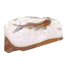 Scicalife Fish Fossil Specimen, Genuine Paleontology Bony Fish Model for Science Education, 3.14x2.75in Natural Stone Fossil Ornament for Laboratory Display and Teaching Supplies