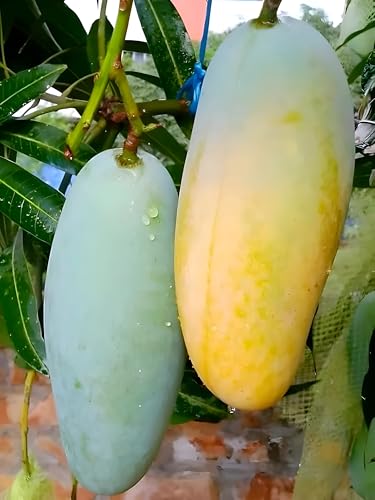 Image of Frash Healthy Live Grated Plant Bari 11 Mangofruit Tree || For Home Garden Outdoor Indoor Plant. (Plant Height 2Ft-2.5Ft)