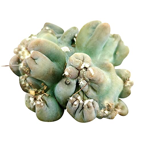 Cereus Ming Thing | Cereus Forbesii Monstrose | Unique Shaped