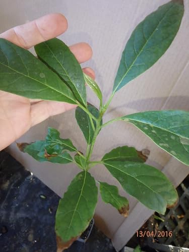 HASS Avocado Seedling 1 Year Old Plant, Sent in Plastic Container with Soil