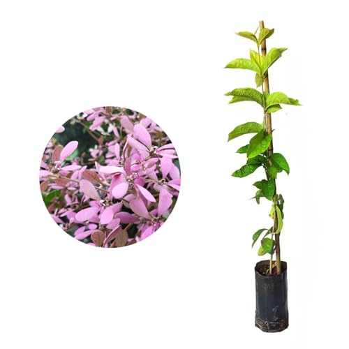 Genérico, Muda de Congeia 20 a 40cm AMK - Plantas Online
