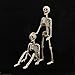 HBSTK 2 Pack 40 Inches Halloween Skeleton Full Body Posable Movable Jonints for Halloween Decoration Décor