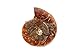 Ammonite Shell Cabochon, Natural Ammonite, Free Form Shape, 16Carat, 23x18x5.5MM SC-4702