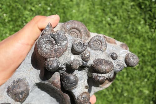 Image of Natural Platyclymenia & Gonitites Plate ammonites Fossil Moroccan Fossil A130