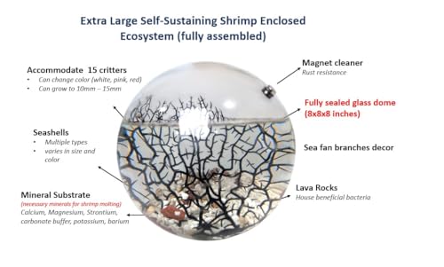 Glass Self Sustaining Shrimp Ecosphere Extra Large