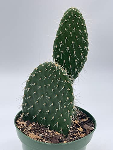 Aaron's-Beard Prickley Pear, Opuntia Leucotricha, Rare Cactus, 4 Inch Pot, Well Rooted #TOP2
