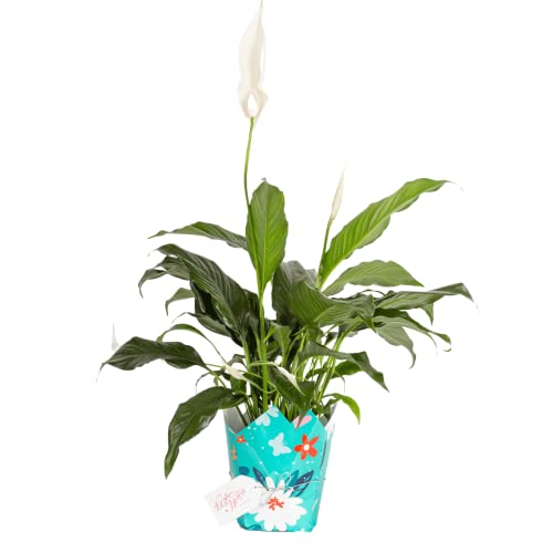Costa Farms Peace Lily, Live Indoor Plant Spathiphyllum, Live Tabletop Houseplant in Décor Planter, Great New Home Gift, 15-Inches Tall