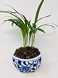 Areca Palm Dypsis lutescens Porcelaine Indented Corner Pot by JMBAMBOO