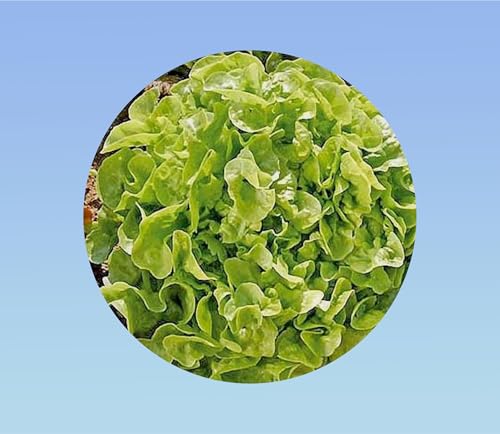 500 Graines de Laitue Feuille de Chêne Blonde : Facile à Cultiver
