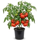 Beefsteak Tomato Live Plant in Pot, 4-6 Inch Tall