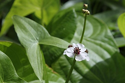 WASSERPFLANZEN WOLFF - Sagittaria sagittifolia - Echtes Pfeilkraut,...
