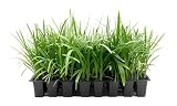 Agapanthus Africanus Blue Lily of the Nile | 3 Live Plants | Drought Tolerant, Long Blooming, Perennial Flower, Ornamental Garden, Pollinator Friendly, Easy Care, Evergreen Foliage