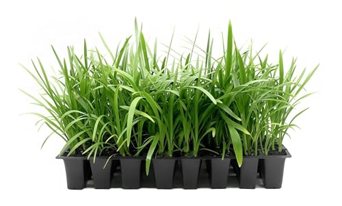 Best garden catalogs xeriscape