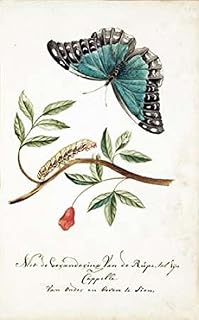 Plant With Leaves Caterpillar Butterfly Poster Print by Cornelis Markee (12 x 18)