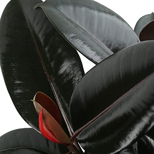 Costa Farms Burgundy Rubber Plant, Live Indoor Ficus Elastica Tree, Live Indoors Houseplant In Nursery Pot, Potting Soil Mix, Gift For Housewarming New House, Home Or Office Decor, 2-3 Feet Tall #TOP4