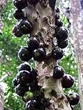 Generic Fresh 100pcs Edible Jabuticaba Fruit Seeds for Planting Black 2