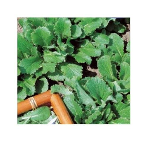 Pcs - 200x Turnip Greens Green Kohlrabi Brassica Rapa Vegetables Garden Plants - Seeds KS35 & Plants Shop by Ipsa