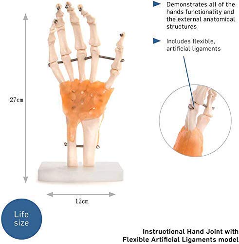 6-teiliges Anatomie-Skelett-Modell – Lebensgroße Gelenkmodelle (Schulter, Ellbogen, Hüfte, Knie, Hand, Fuß) – Ideal Für Unterricht & Medizinische Ausbildung