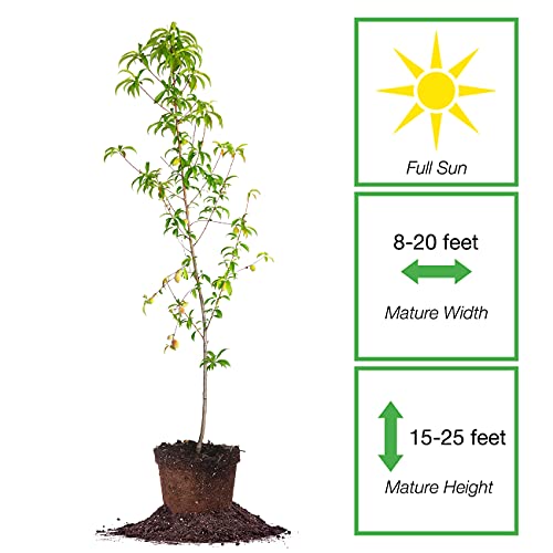 Perfect Plants Belle Of Georgia White Peach Tree 4-5Ft. Tall | Large Fruit | Heavy Producer | Self Fertile #TOP1
