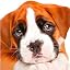 Boxer