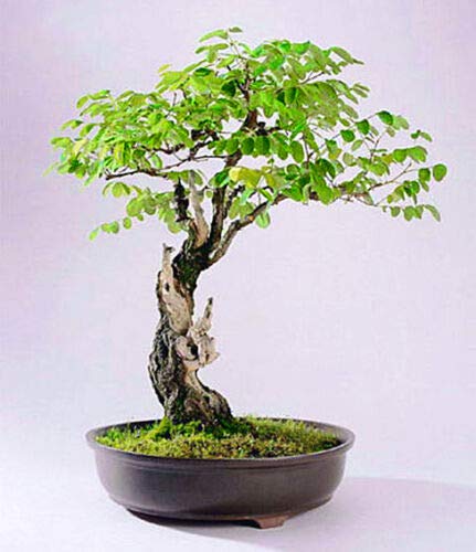 bambus dicker stamm Ficus Benghalensis 120-140 cm dicker Stamm Indische Banyanbaum-Pflanze   Blumen-Senf