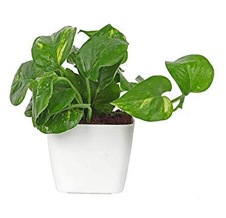 Image of Live Money Plant Indoor Plants with Decorative Pot Plants for Living Room, Balcony, Office And Garden (3Inch Pot, White) [Money Plant]