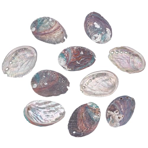 WEBEEDY 10 Pcs Morceaux de Coquille d'Ormeau Coquillages Naturels pour Artisanat, 8–9cm/3.1–5.4'' Grand Bol en Coquille d'Ormeau pour Décor et Exposition...