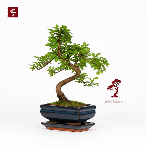 Chinese Elm Bonsai Tree 25–35cm | 6–8 Years Old | Elegant Indoor, Outdoor Bonsai Gift for Beginners | Includes Glazed Ceramic Pot & Drip Tray - Image 3