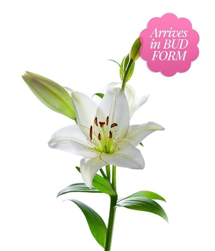 From You Flowers - Stunning Pink And White Lilies With Free Vase (Fresh Flowers) #TOP1