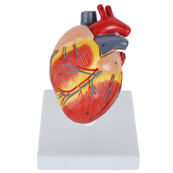 Axis Scientific 2-Part Life-Size Canine Heart Anatomy Model - Detailed Canine Heart Anatomy Model for Veterinarians, Teachers, Students -Includes Study Guide - Durable and Realistic