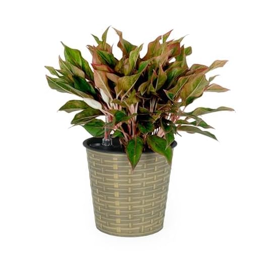 Self-Watering Wicker Decor Planter